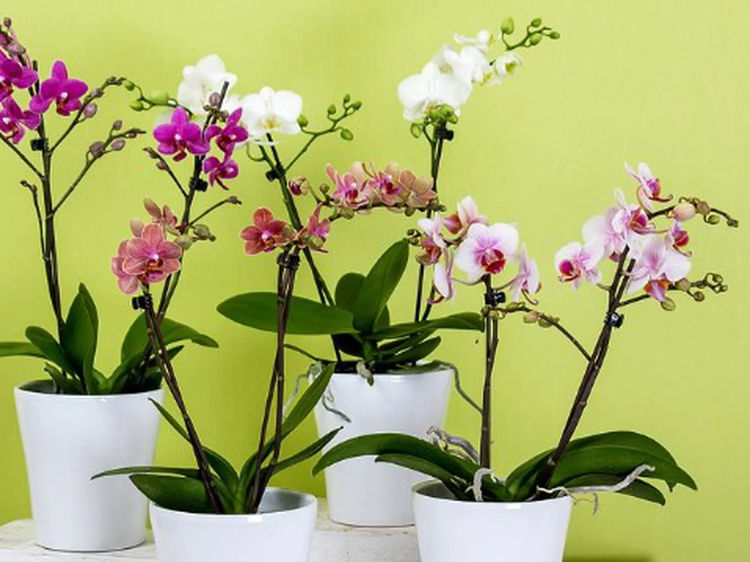 Ако искате орхидеята да цъфти всяка година, направете това