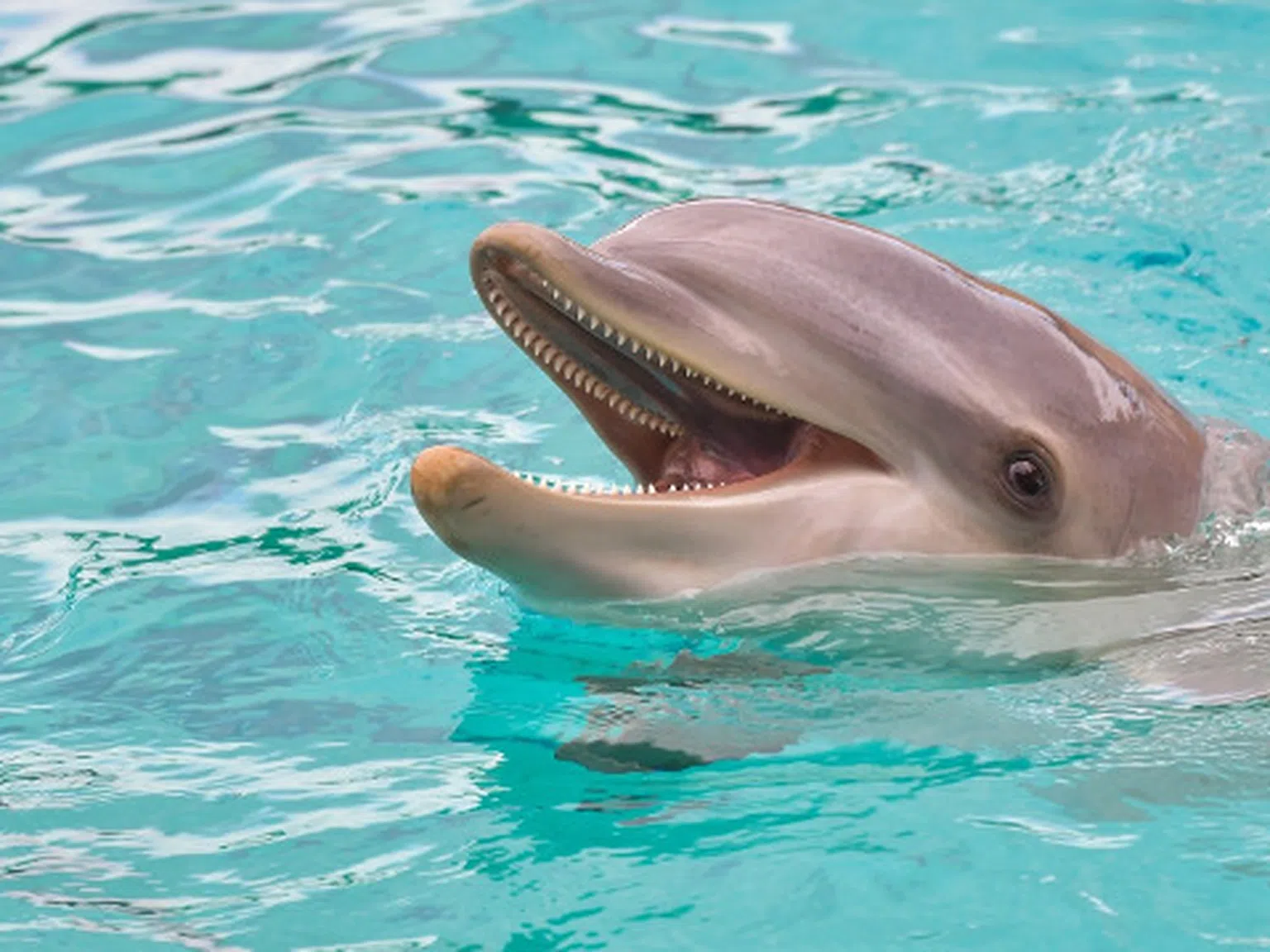 Светът се рестартира? Розови делфини плуват край бреговете на Тайланд