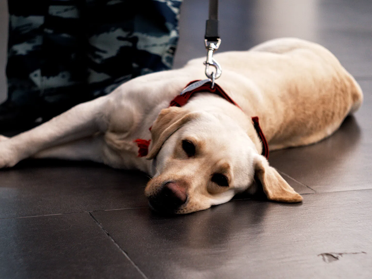 Кучета надушват заразени с коронавирус на летище в Хелзинки