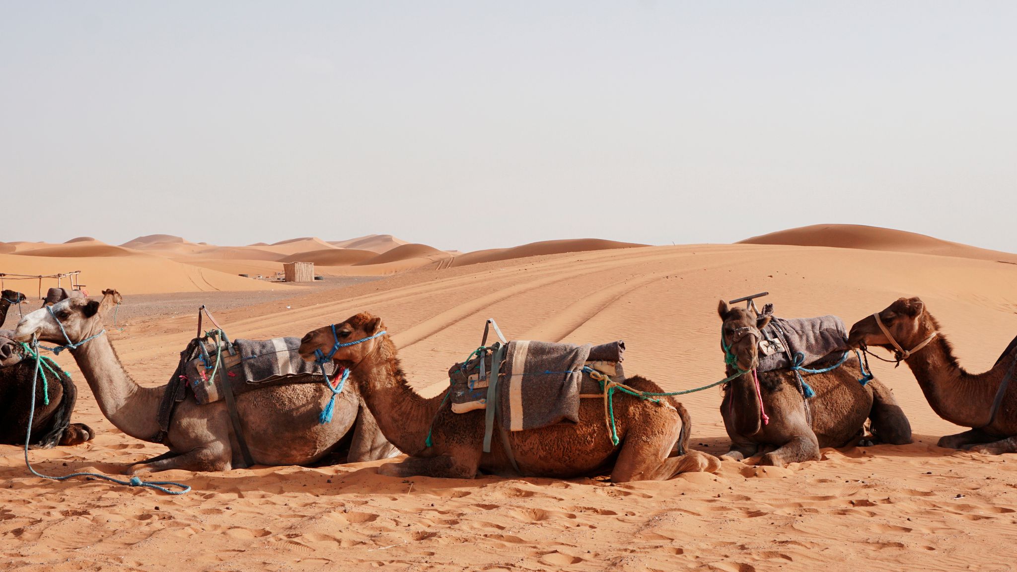 Всеки да си знае пътя: В пустиня в Китай се появиха специални светофари за камили