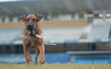 Cachorro resgatado no Estádio Boca do Lobo