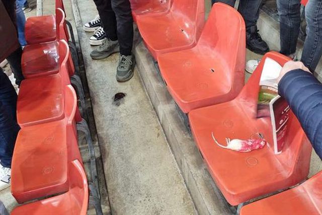 Adeptos do Charleroi provocaram rivais com ratos mortos
