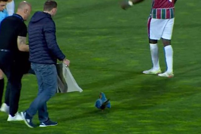 Mais um 'tesourinho' do futebol português: arara interrompeu jogo no Estoril (vídeo)