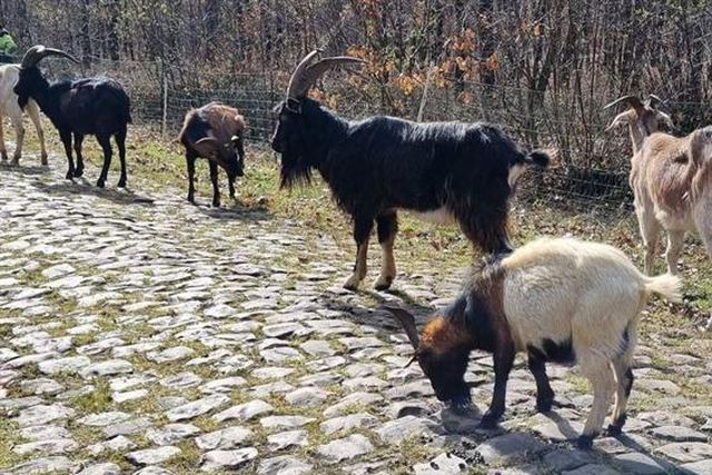 Cabras e ovelhas limpam troços do Paris - Roubaix
