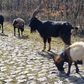 Cabras e ovelhas limpam troços do Paris - Roubaix