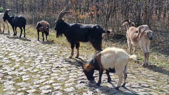 Cabras e ovelhas limpam troços do Paris - Roubaix