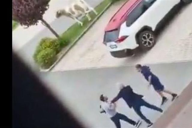 Treinador e diretor desportivo quase chegaram a vias de facto (vídeo)