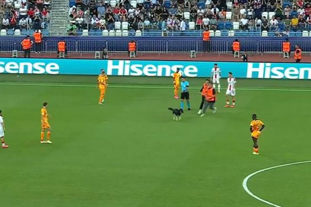 Insólito: Cão interrompe jogo do grupo de Portugal (vídeo)