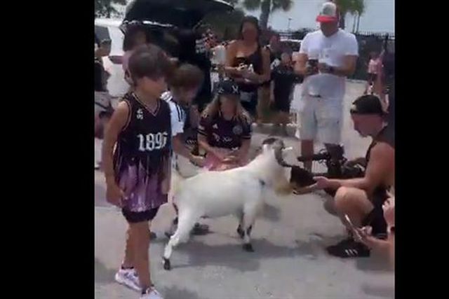 Incrível: Levaram uma cabra para a apresentação de Messi! (vídeo)