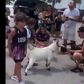 Incrível: Levaram uma cabra para a apresentação de Messi! (vídeo)