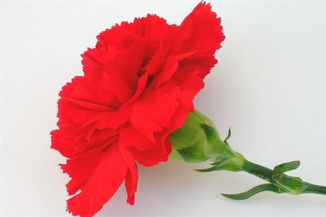 Aglutinar ou fraturar? Uma questão de bom senso… (artigo de José Manuel Delgado)