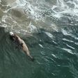 Triatleta português atacado por foca em praia dos EUA (vídeo)