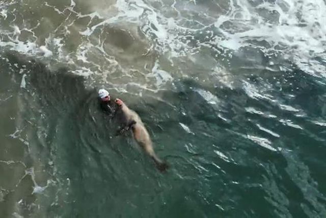 Triatleta português atacado por foca em praia dos EUA (vídeo)