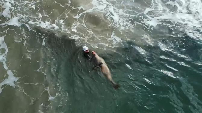 Triatleta português atacado por foca em praia dos EUA (vídeo)