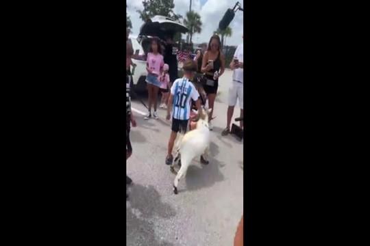 Levaram uma cabra para a apresentação do GOAT