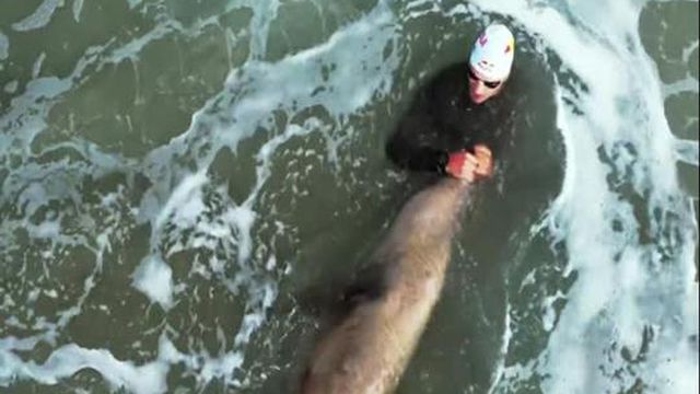 Triatleta português atacado por foca em praia dos EUA