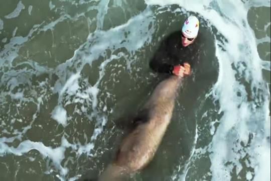 Triatleta português atacado por foca em praia dos EUA