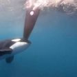 Orcas ao ataque na Ocean Race! (vídeo)