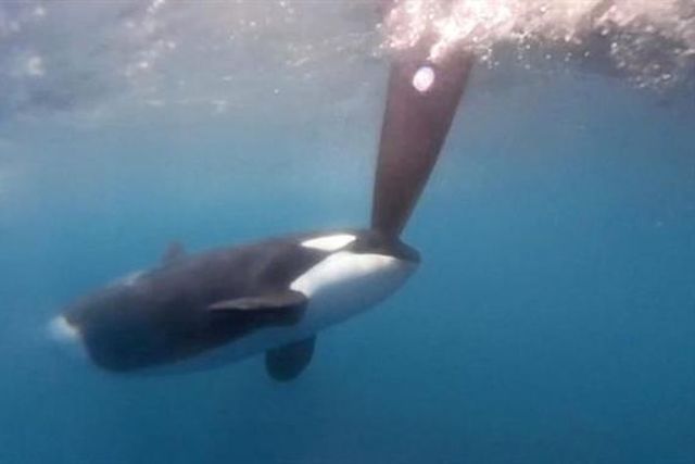 Orcas ao ataque na Ocean Race! (vídeo)