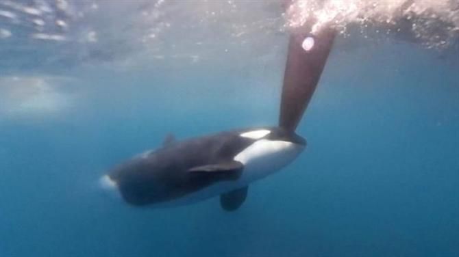 Orcas ao ataque na Ocean Race! (vídeo)