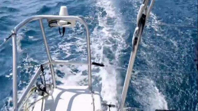 Orcas ao ataque na Ocean Race