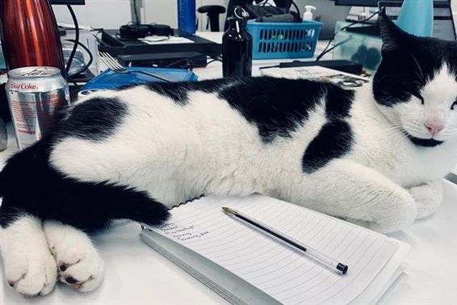 Palhinha é tão popular que dá nome ao... gato do clube