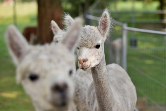 O outro Ronaldo que pode ser a chave do Euro