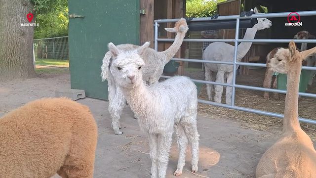 Alpaca Chamada Ronaldo Em Marienfield