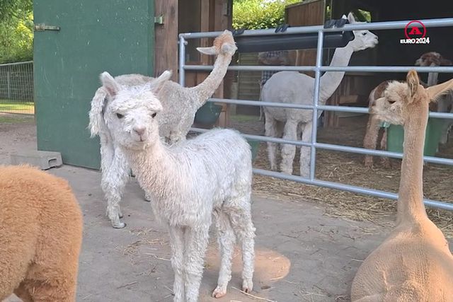 Alpaca Chamada Ronaldo Em Marienfield