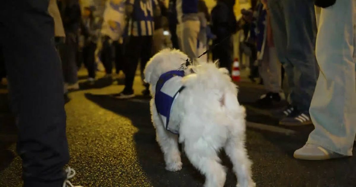 Até o cão se juntou à festa do título do FC Porto