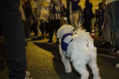 Até o cão se juntou à festa do título do FC Porto