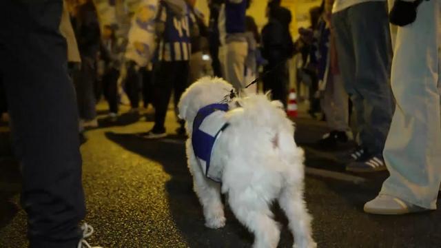 Até o cão se juntou à festa do título do FC Porto
