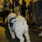 Até o cão se juntou à festa do título do FC Porto