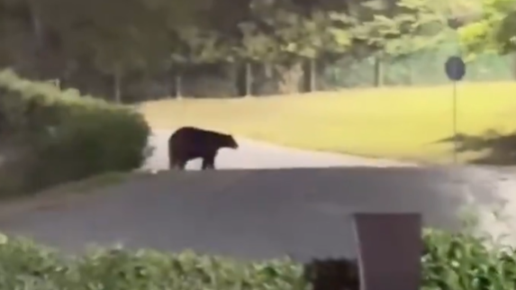 Urso 'invade' casa de Demichelis