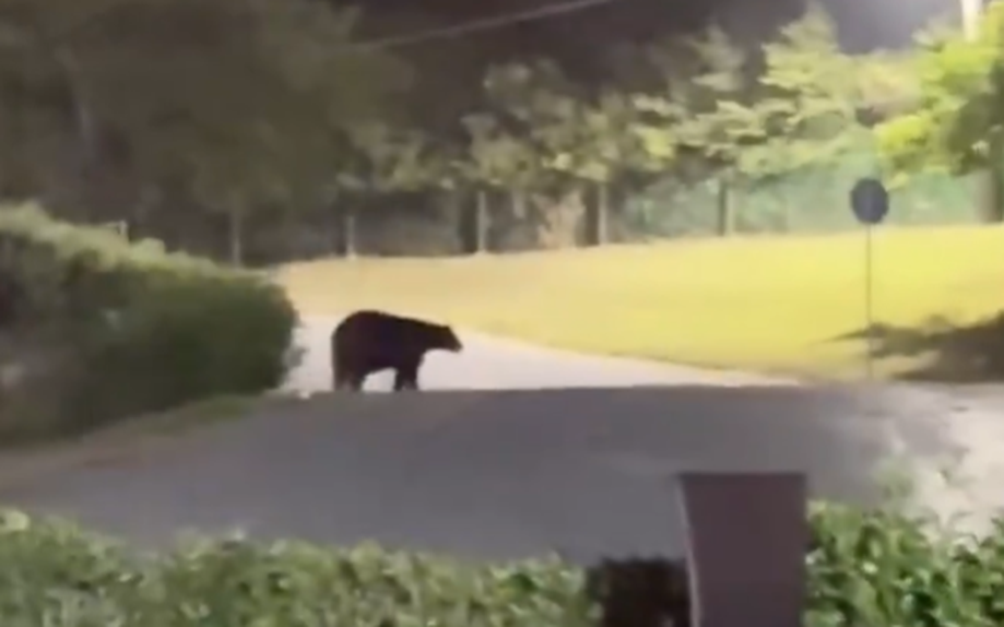 Urso 'invade' casa de Demichelis
