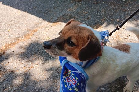 Júnior, o cão que centrou atenções no exterior do CTFD Jorge Costa, este sábado - Foto: A BOLA