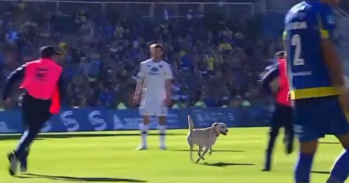 Quem é que o agarra? Cão invade campo e interrompe jogo do Rosario Central (vídeo)
