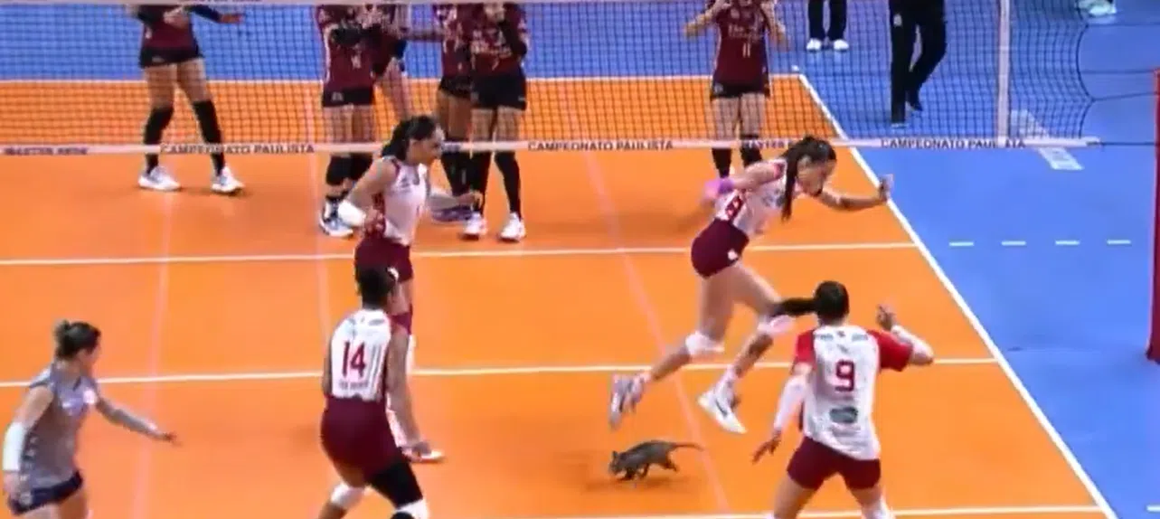 Gambá causa **CAOS**! Voleibol no esgoto