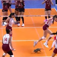 Jogo de voleibol feminino brasileiro invadido por um... gambá