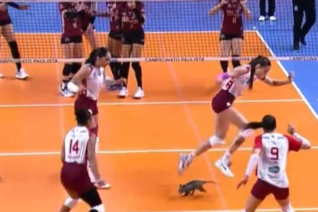 Jogo de voleibol feminino brasileiro invadido por um... gambá