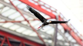 Benfica em campo para comprar ações de Luís Filipe Vieira