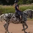Milo, o cavalo cego que 'vê' na competição de dressage