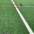 Ave protegida põe ovo na linha de meio-campo e estádio fecha por um mês