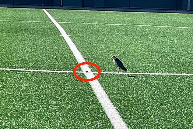 Ave protegida põe ovo na linha de meio-campo e estádio fecha por um mês
