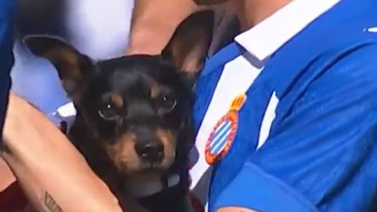 Vídeo: jogadores do Espanhol entram no relvado com cães para promover adoção