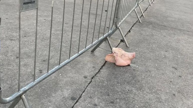 Cabeça de porco deixada no estádio antes de dérbi entre Palmeiras e Corinthians