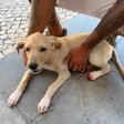 Chocante: criança apanhada a tentar afogar cão em Lisboa