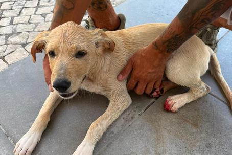 Chocante: criança apanhada a tentar afogar cão em Lisboa