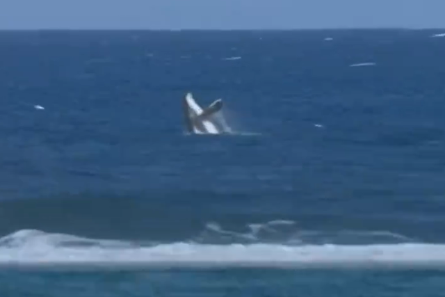 Surf: meia-final interrompida... por uma baleia (vídeo)