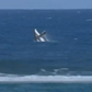 Surf: meia-final interrompida... por uma baleia (vídeo)